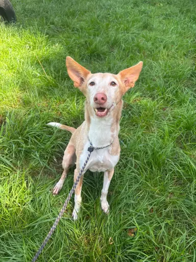 Pippa